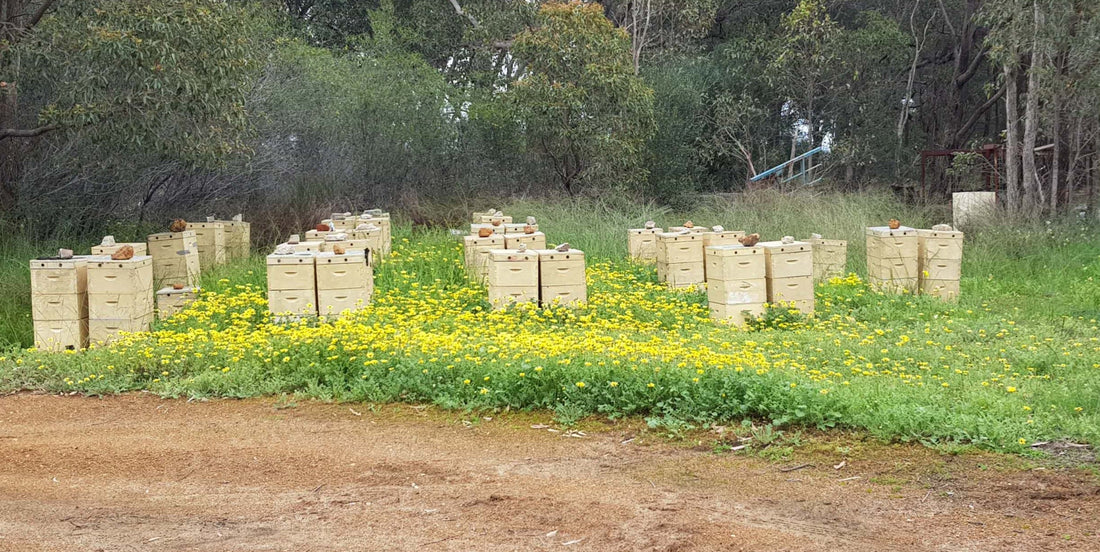 Singapore Farm to Table Raw Honey: Western Australian Hives to You
