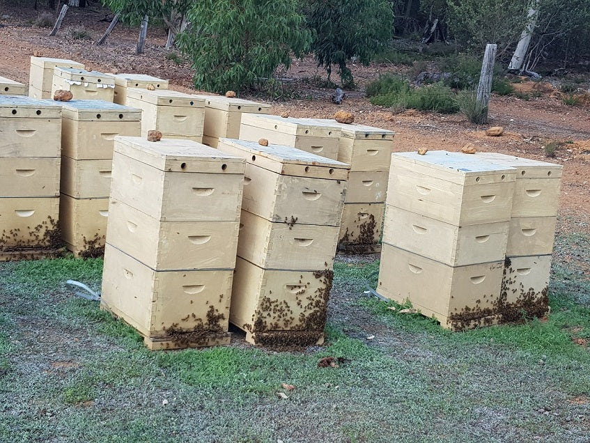 Why Knowing Your Beekeeper is Key to Pure, Trusted Honey in Singapore