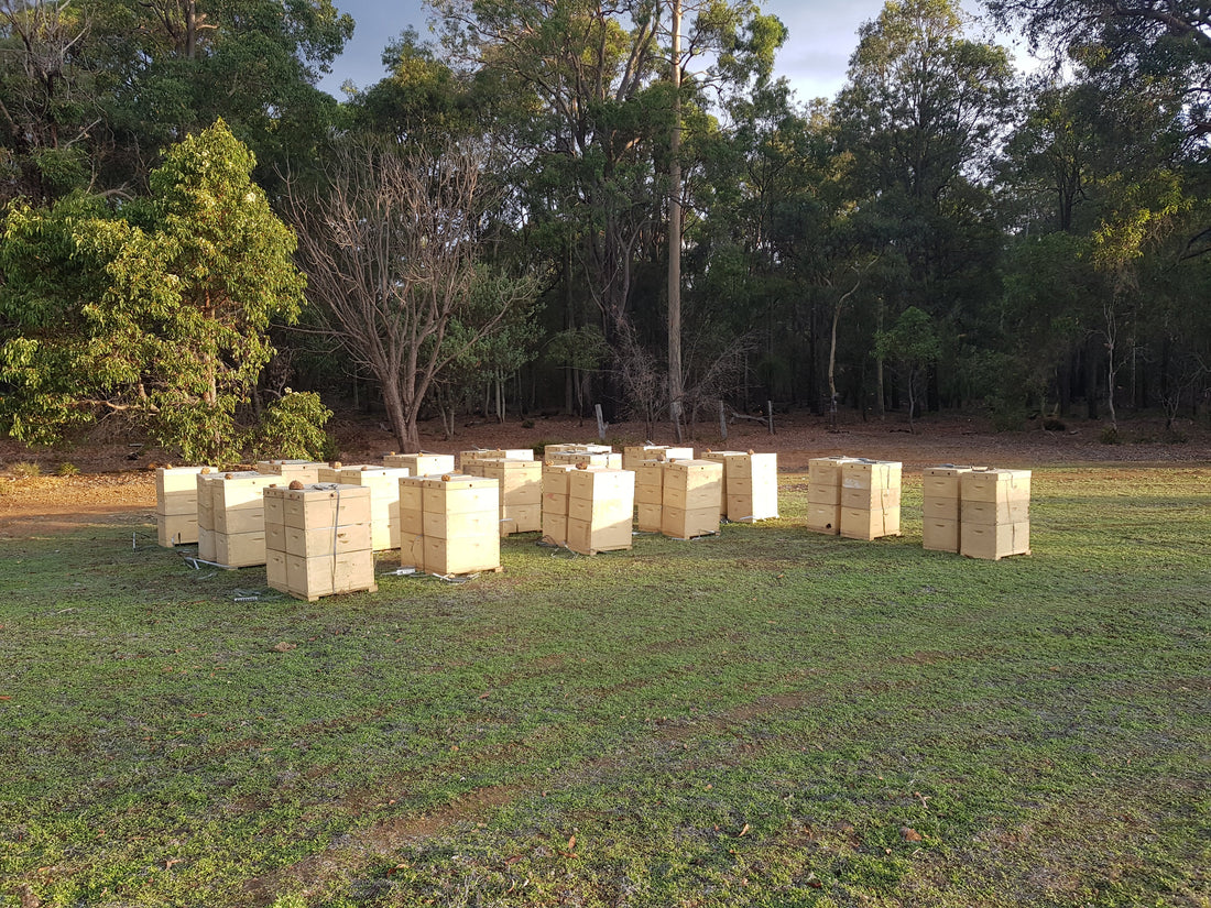 The Definitive Guide to Ethical Beekeeping Honey: Purity, Health, and Sustainability from Hive to Home