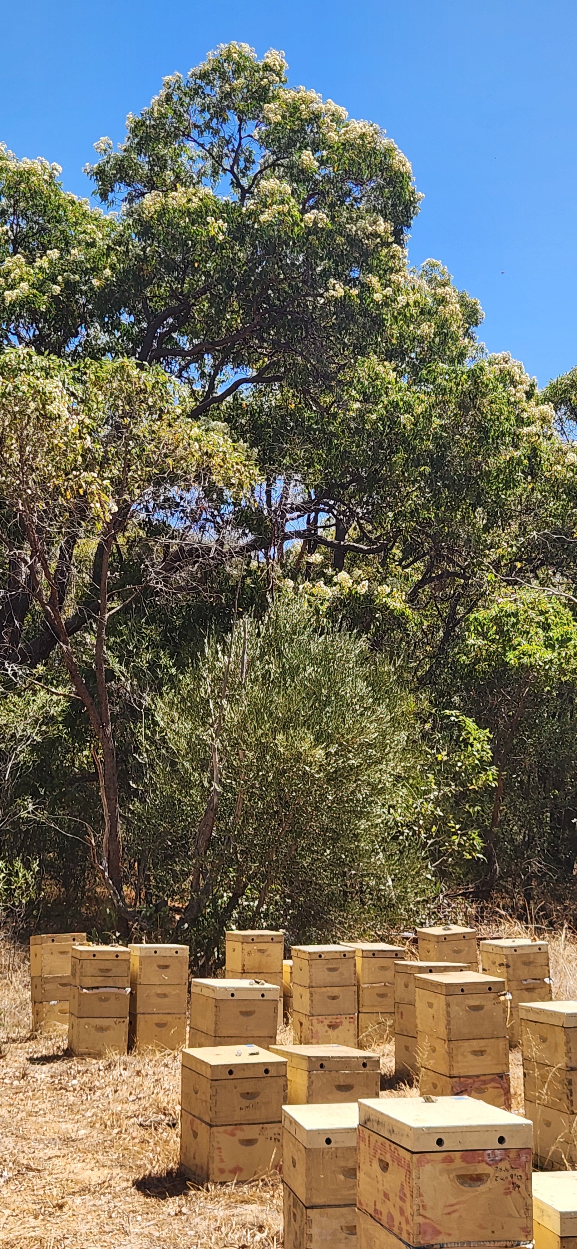 Jarrah Honey – How TA Rating Differs from Manuka Honey’s UMF