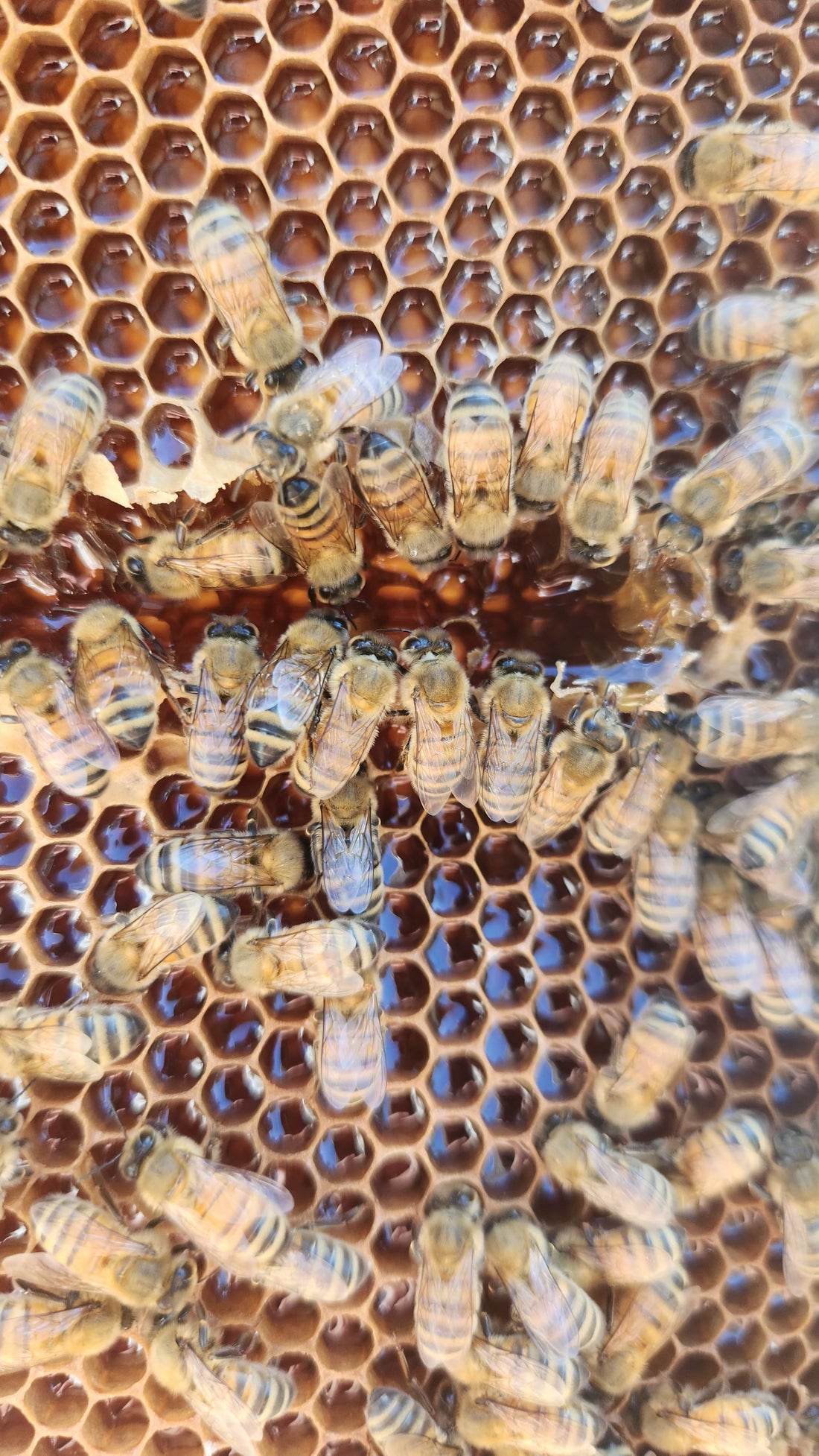 Bees Eat First: Ethical Beekeeping and Premium Raw Honey