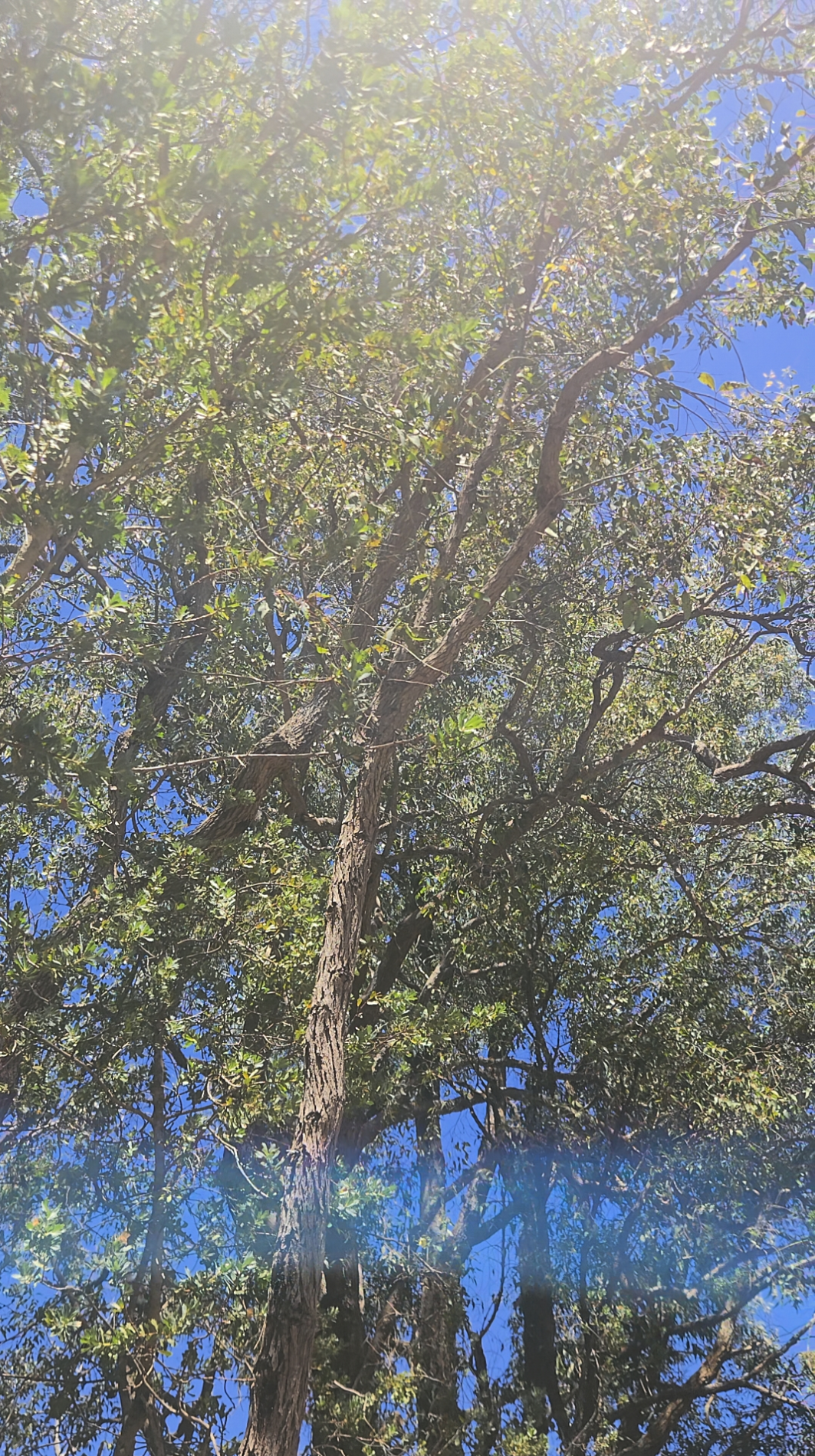 What Is the Jarrah Tree & Why Is Its Honey So Rare & Prized Worldwide?