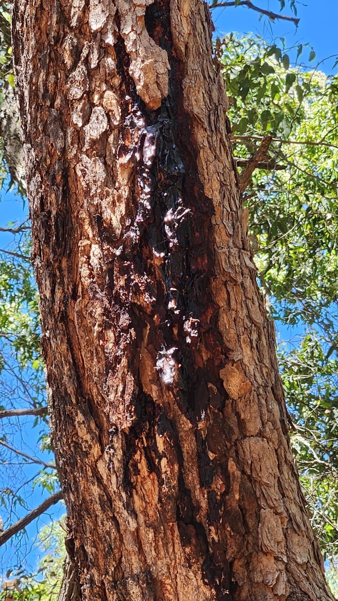 Honey as Medicine: Natural Healing Benefits in Singapore