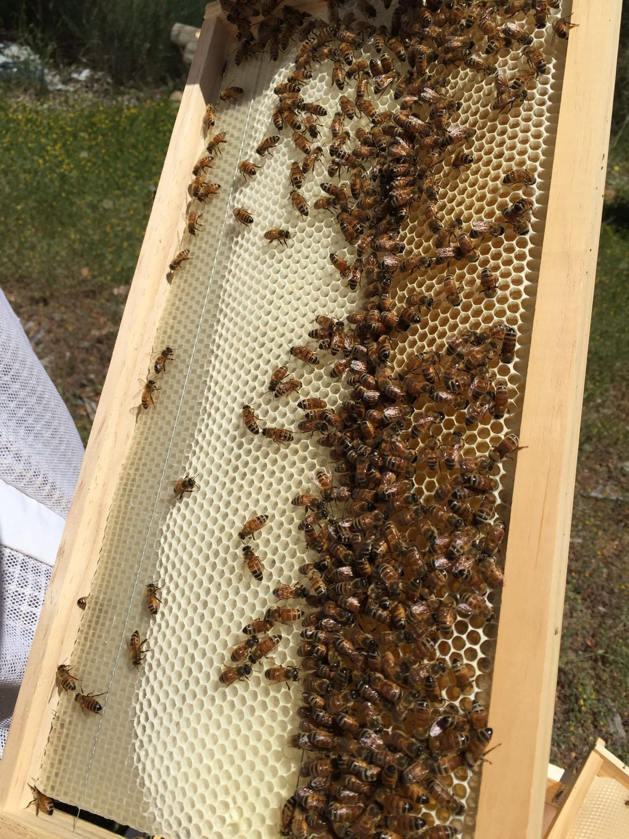 Late Jarrah Honey – Rare Fusion of Jarrah & Red Gum (TA 54)