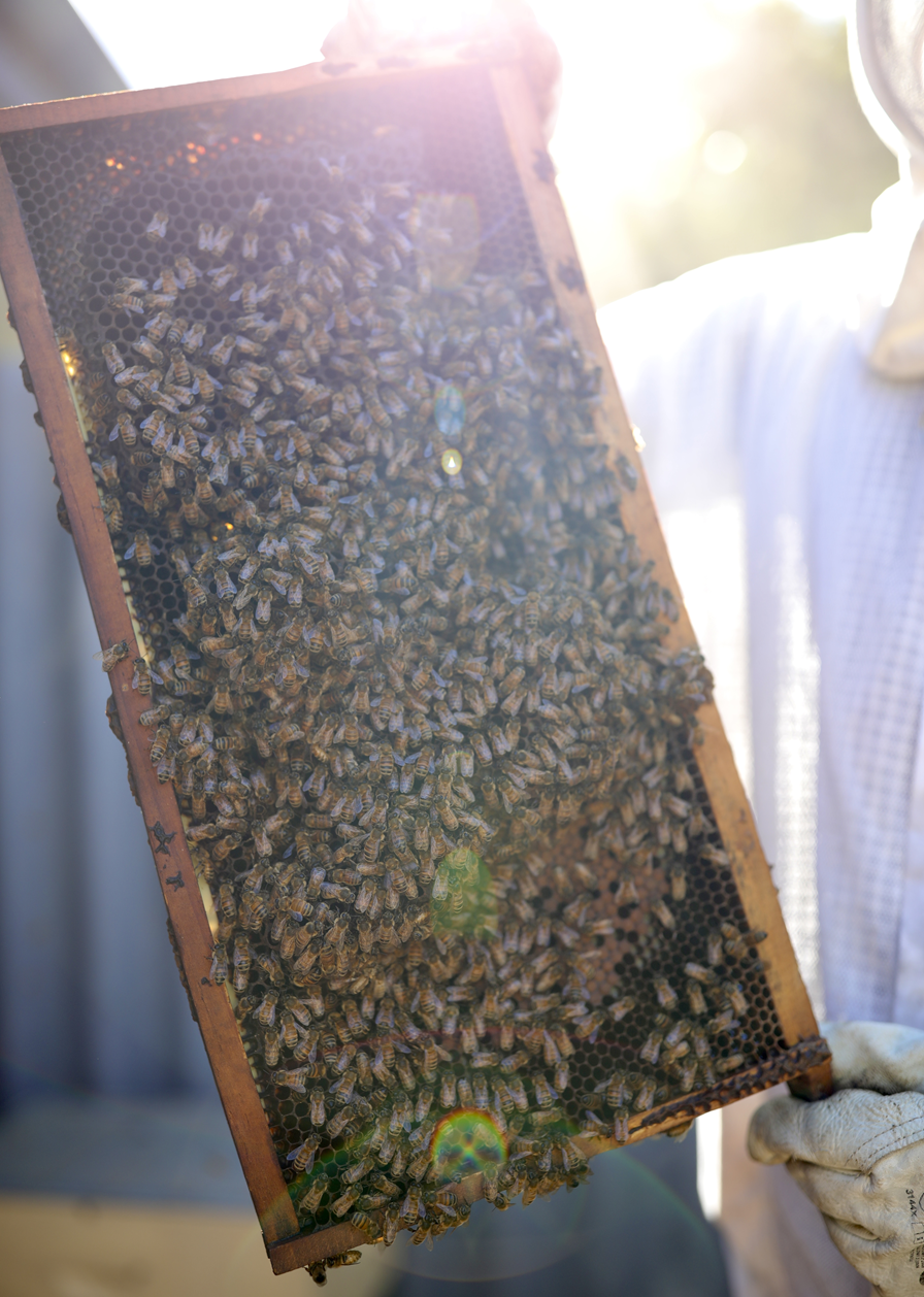 Authentic Honey in Singapore: How to Find Pure, Real Honey
